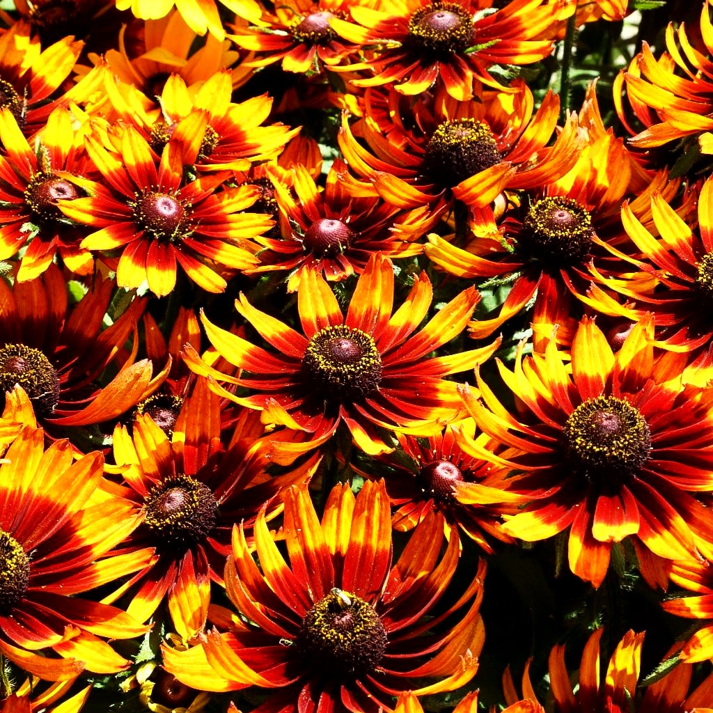 Rauer Sonnenhut 'Happy SmileyZ' (Rudbeckia hirta)