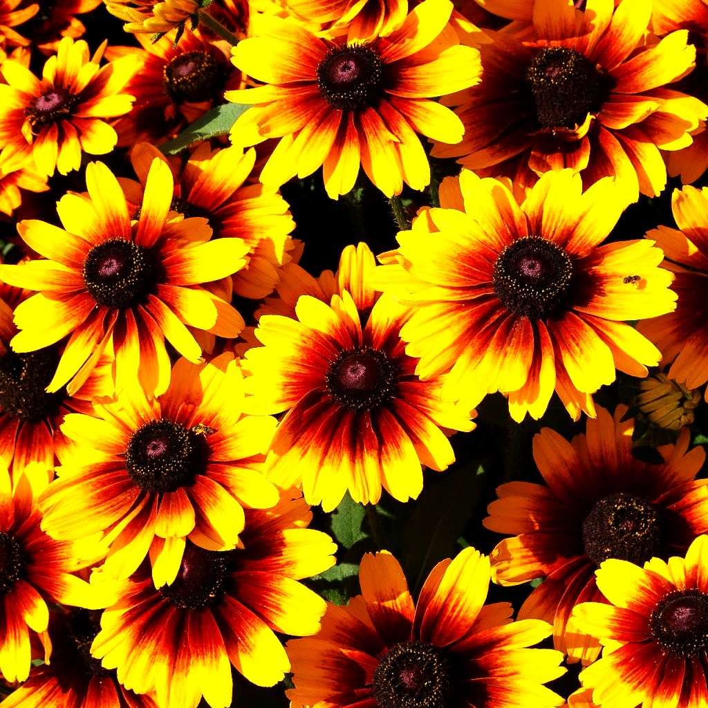 Rauer Sonnenhut 'Kissing SmileyZ' (Rudbeckia hirta)