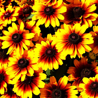 Rauer Sonnenhut 'Kissing SmileyZ' (Rudbeckia hirta)