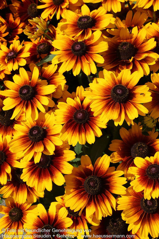 Rauer Sonnenhut 'Kissing SmileyZ' (Rudbeckia hirta)