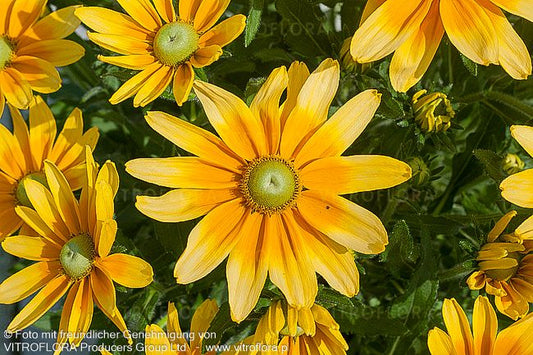 Rauer Sonnenhut 'Lemon SmileyZ' (Rudbeckia hirta)