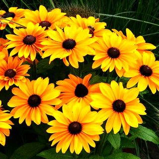 Rauer Sonnenhut 'Tiger Eye Gold' (Rudbeckia hirta)