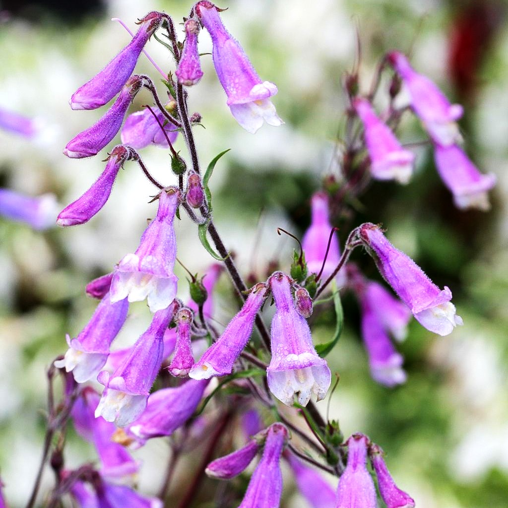 Rauhaariger Bartfaden (Penstemon hirsutus)