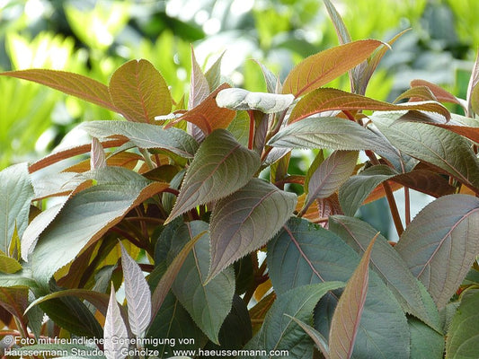 Rauhe Hortensie 'Hot Chocolate' (Hydrangea aspera)