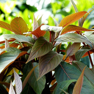 Rauhe Hortensie 'Hot Chocolate' (Hydrangea aspera)
