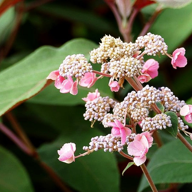 Rauhe Hortensie 'Hot Chocolate' (Hydrangea aspera)