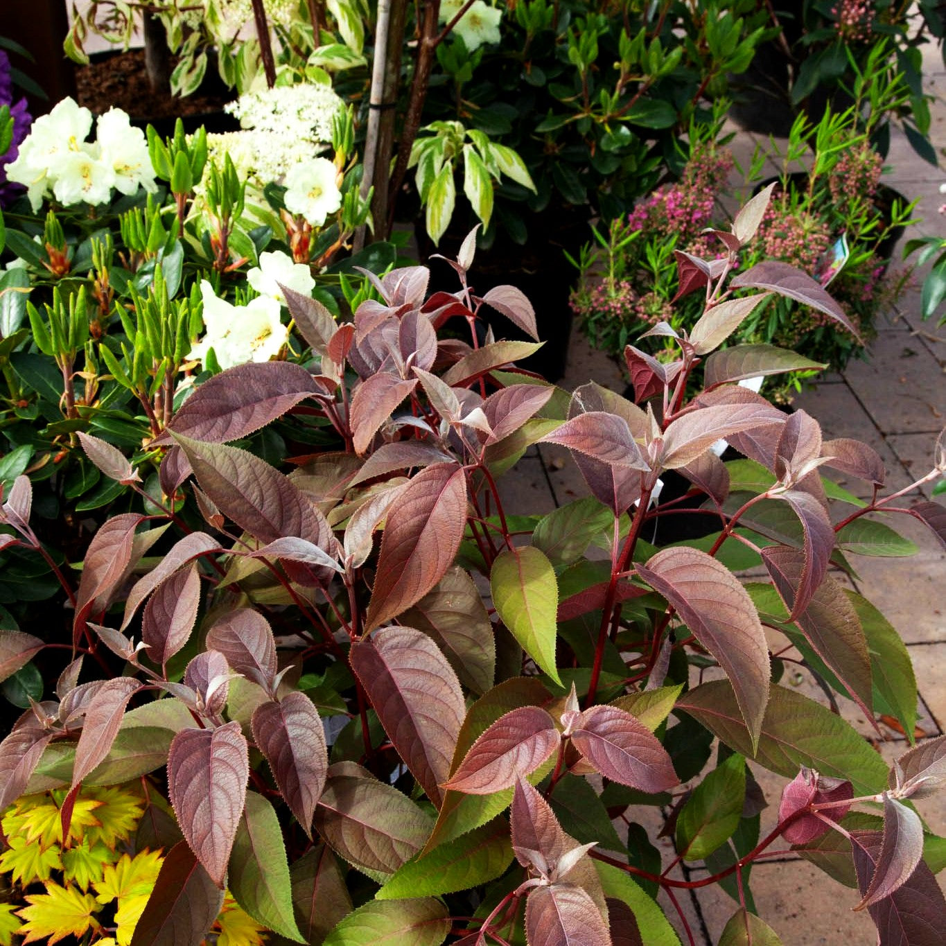 Rauhe Hortensie 'Hot Chocolate' (Hydrangea aspera)
