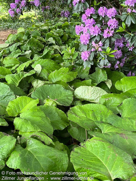 Rauling (Trachystemon orientalis)