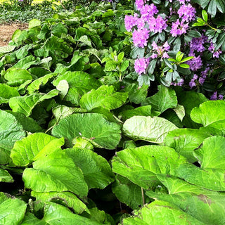 Rauling (Trachystemon orientalis)