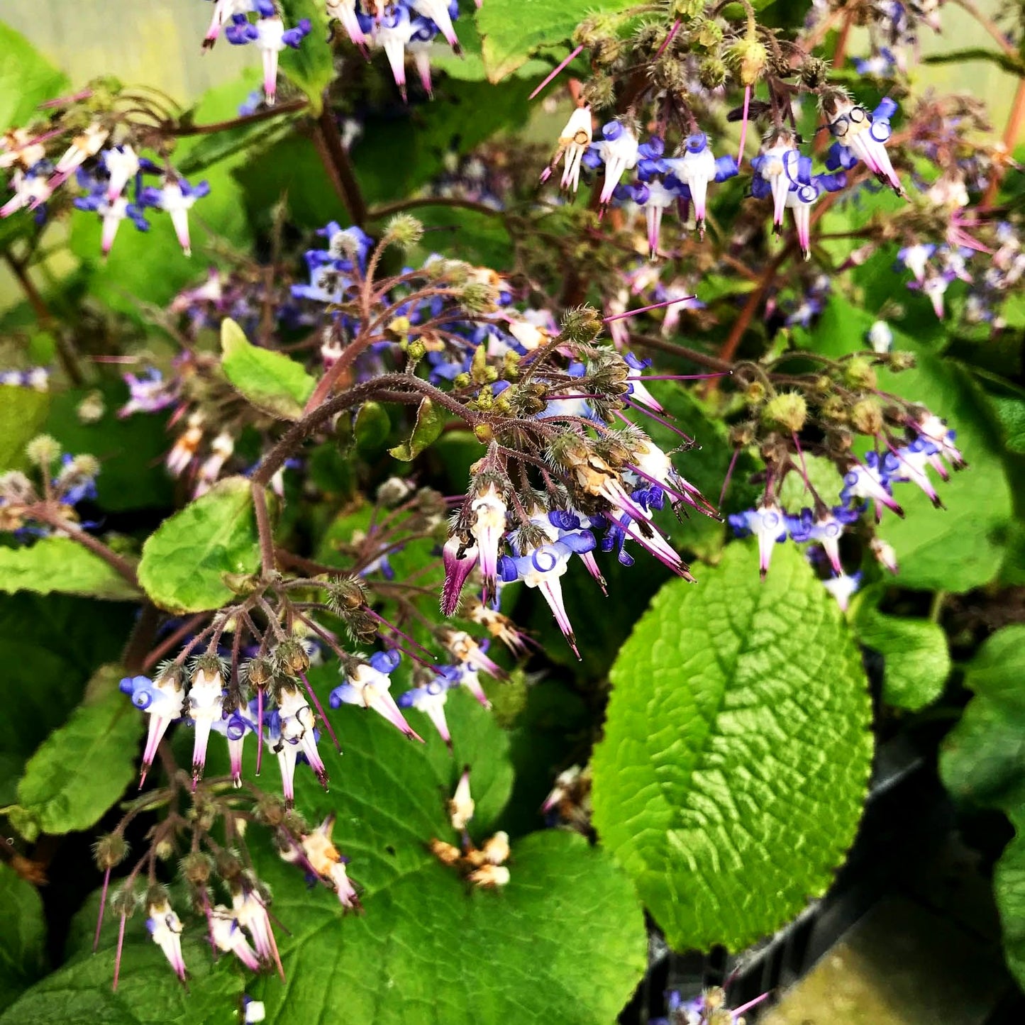 Rauling (Trachystemon orientalis)