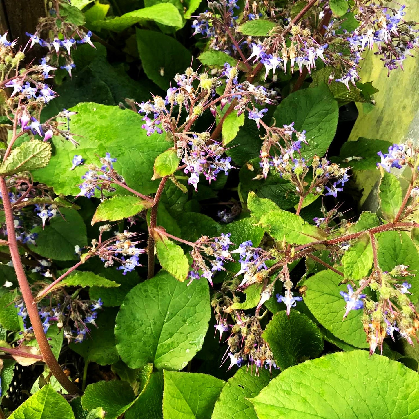 Rauling (Trachystemon orientalis)