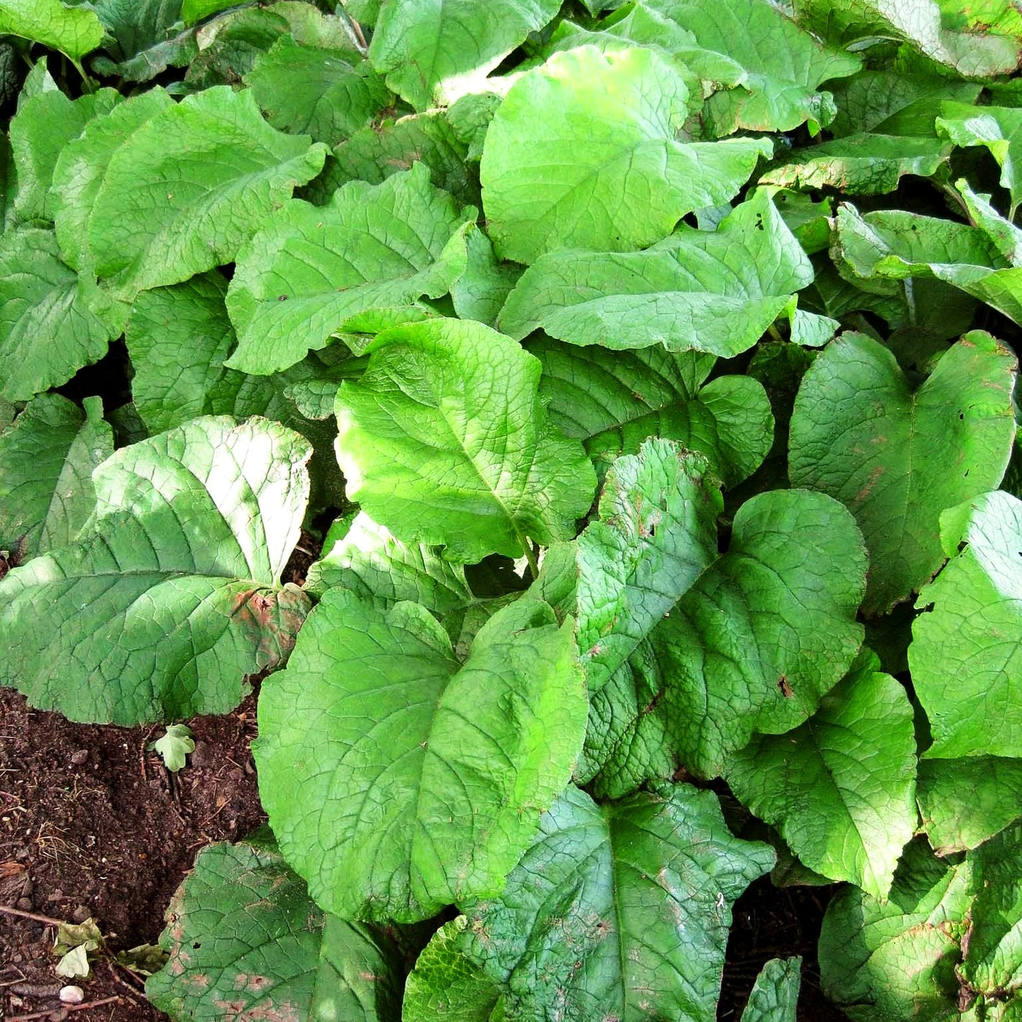 Rauling (Trachystemon orientalis)