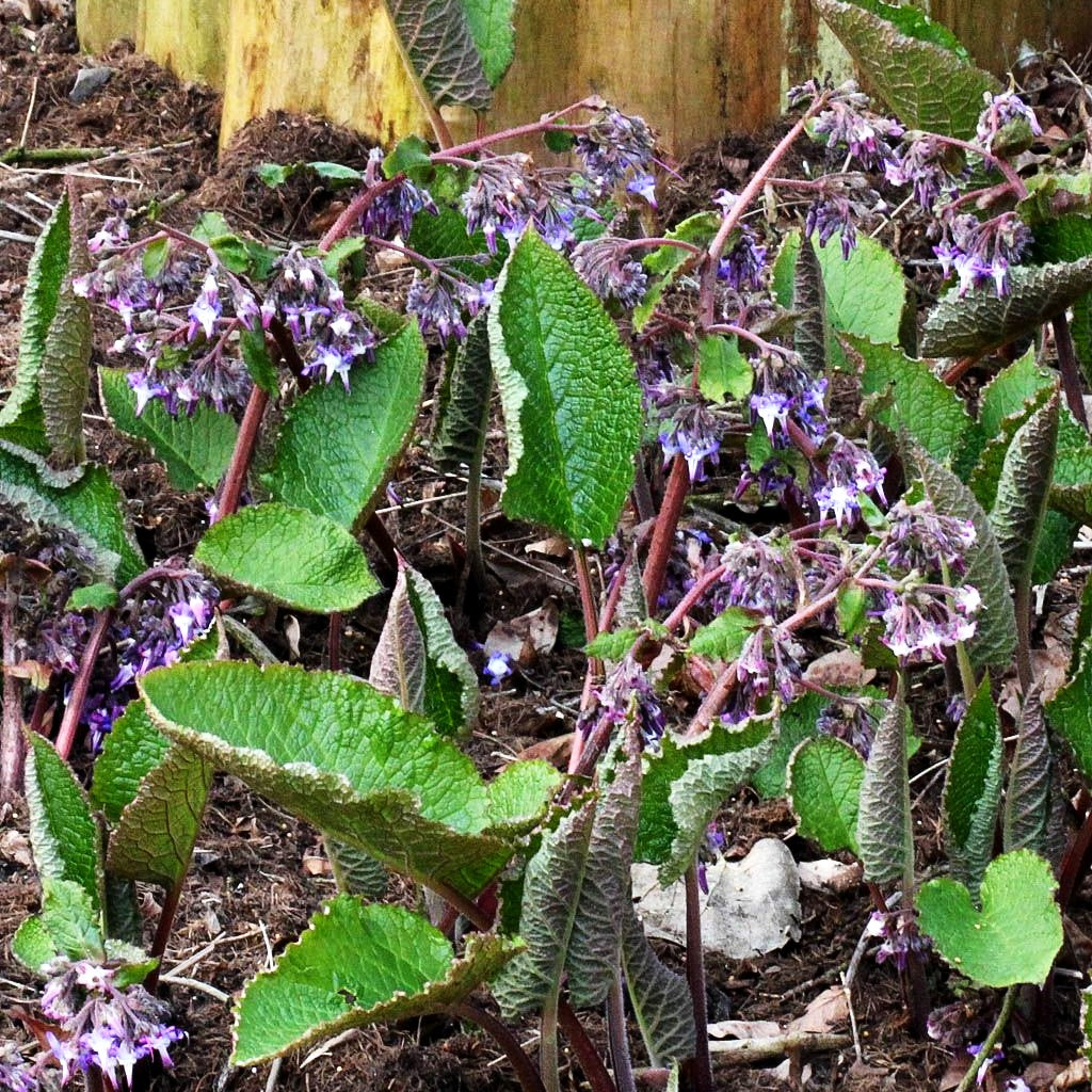 Rauling (Trachystemon orientalis)