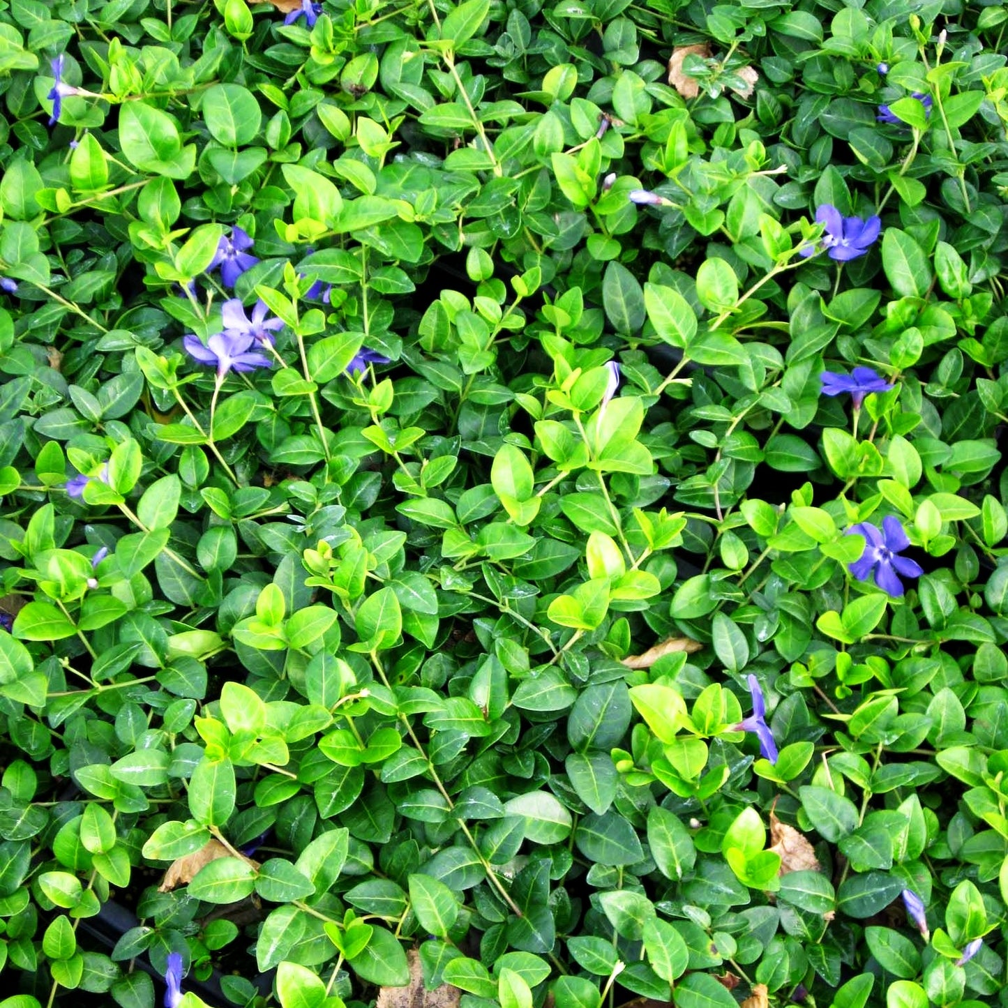 Reichblühendes Immergrün 'Flower Power' (Vinca minor)
