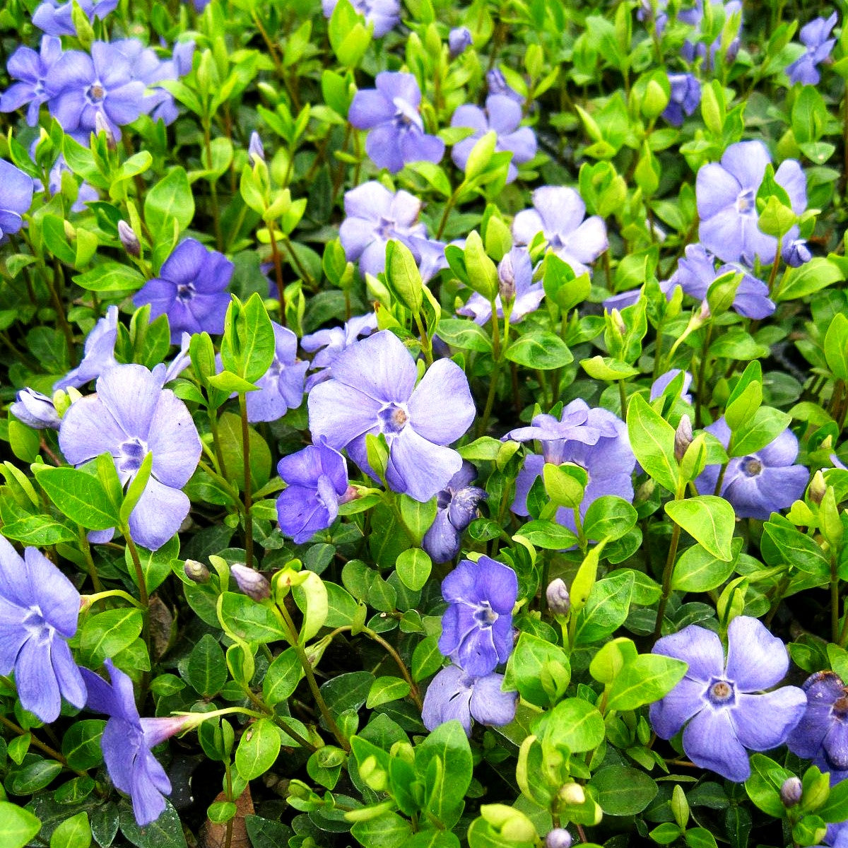 Reichblühendes Immergrün 'Flower Power' (Vinca minor)
