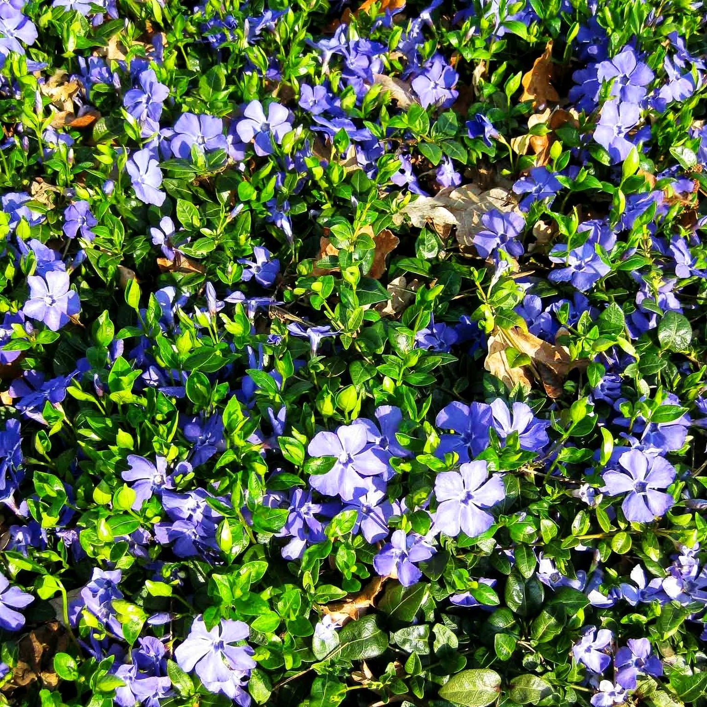 Reichblühendes Immergrün 'Flower Power' (Vinca minor)