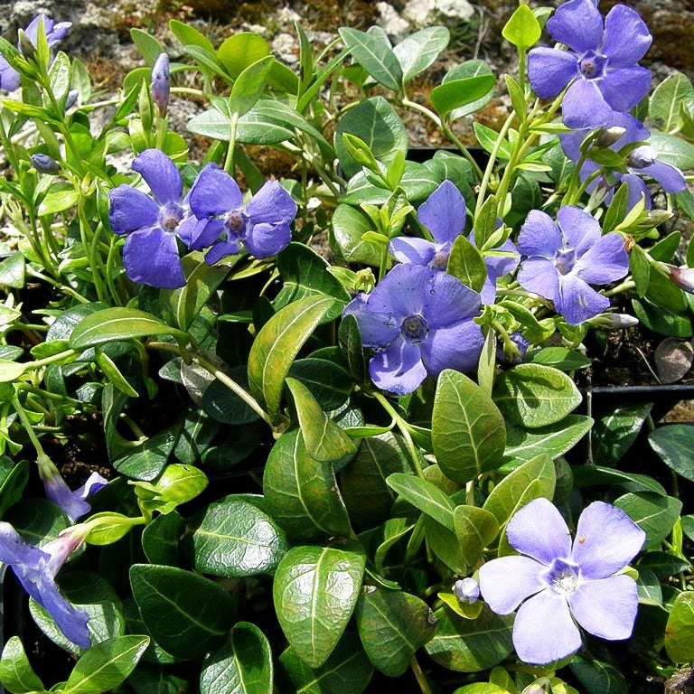 Reichblühendes Immergrün 'Flower Power' (Vinca minor)