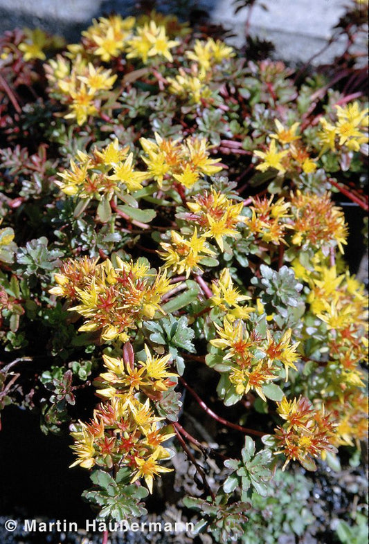 Reichblühendes Teppich-Sedum 'Weihenstephaner Gold' (Sedum floriferum)