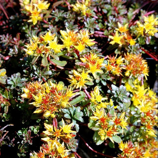 Reichblühendes Teppich-Sedum 'Weihenstephaner Gold' (Sedum floriferum)