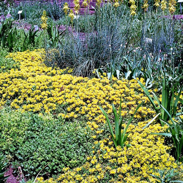 Reichblühendes Teppich-Sedum 'Weihenstephaner Gold' (Sedum floriferum)