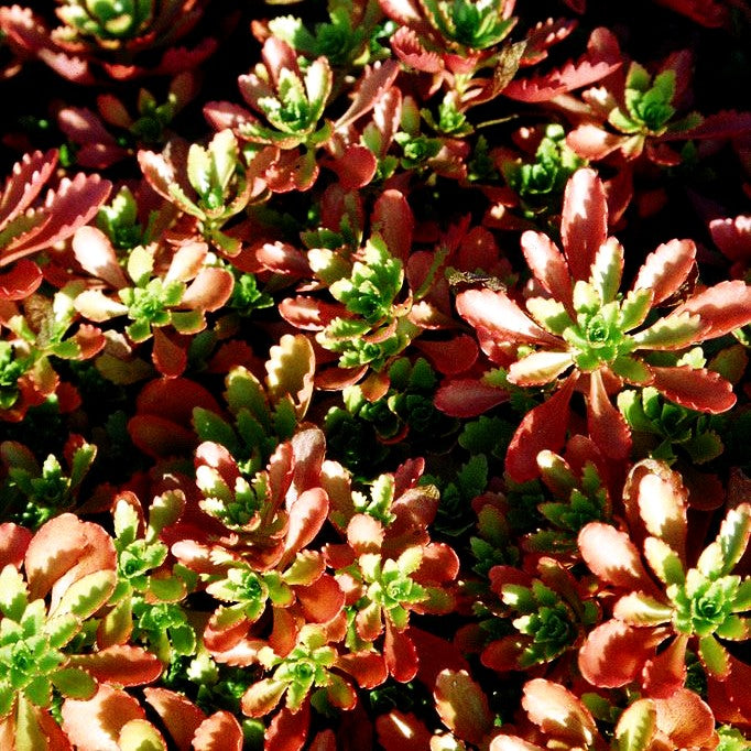 Reichblühendes Teppich-Sedum 'Weihenstephaner Gold' (Sedum floriferum)
