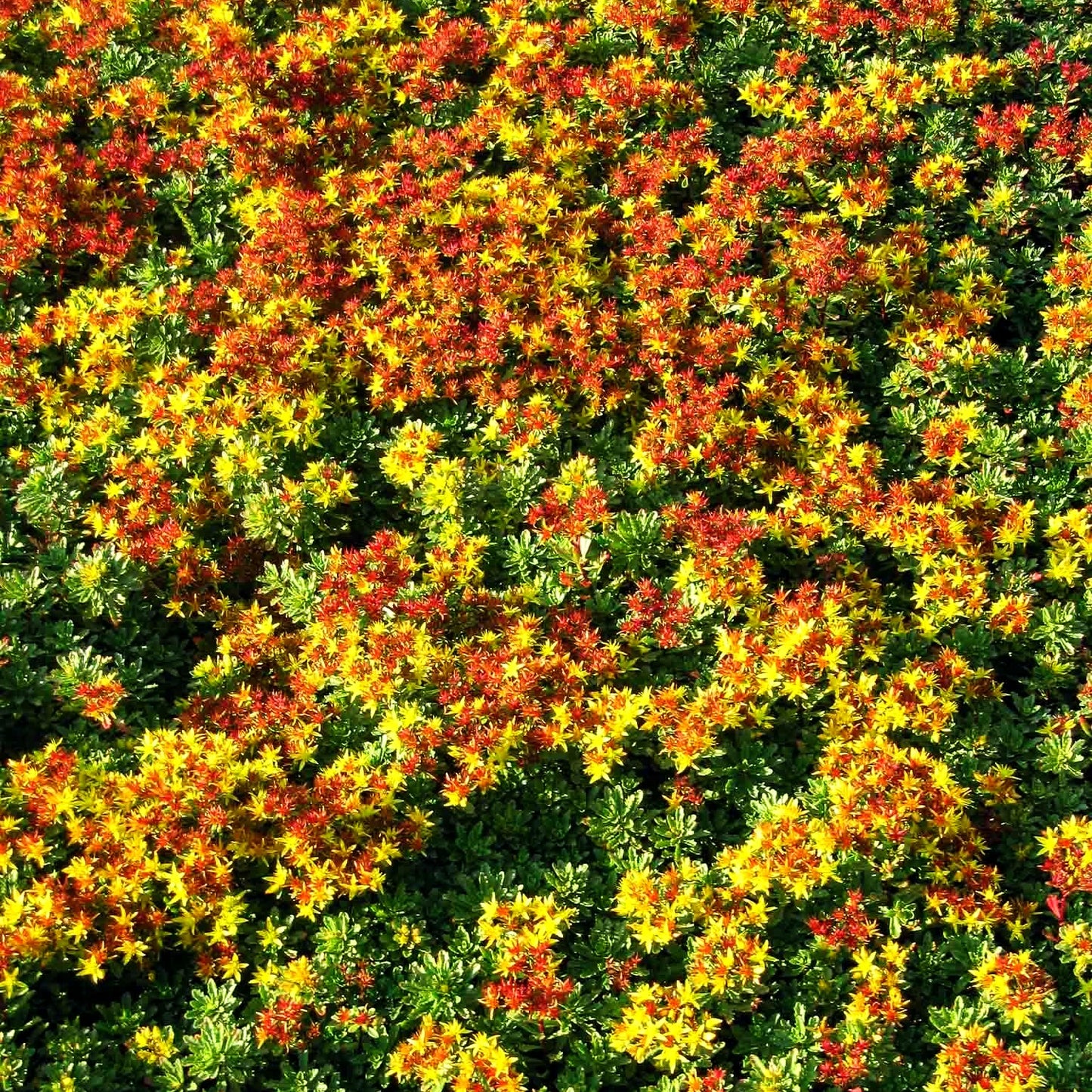 Reichblühendes Teppich-Sedum 'Weihenstephaner Gold' (Sedum floriferum)