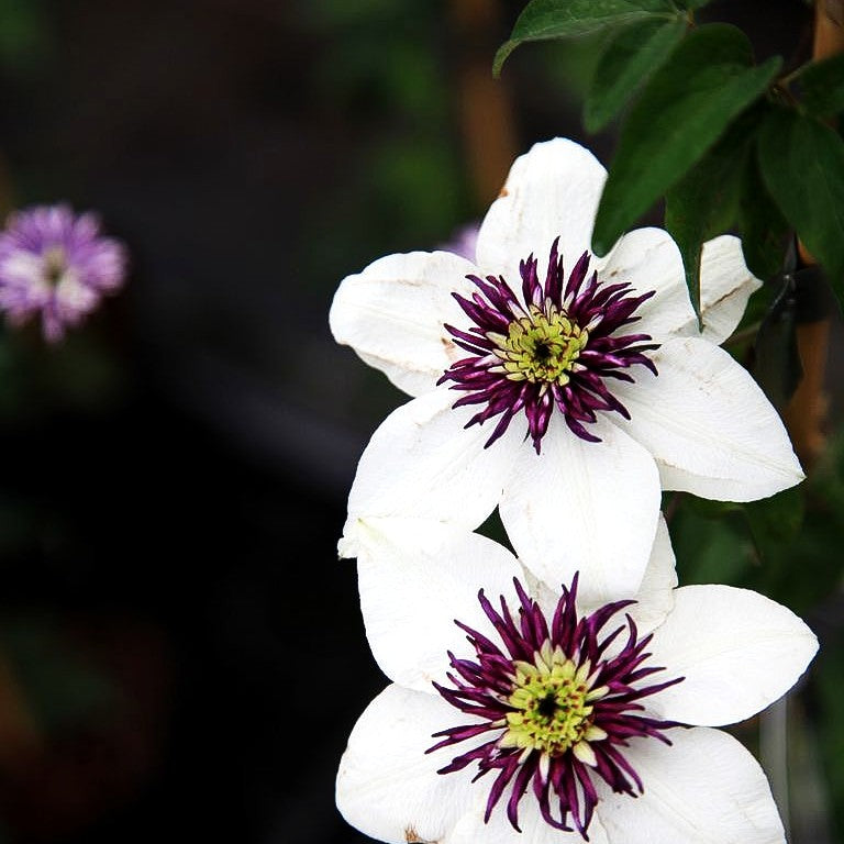 Reichblütige Waldrebe (Clematis florida var.sieboldiana)