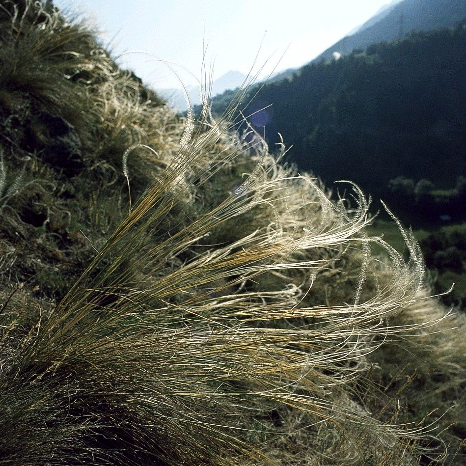 Reiher-Federgras (Stipa pulcherrima f.nudicostata)