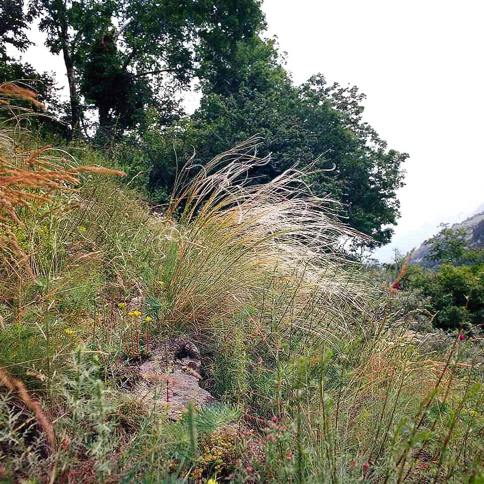 Reiher-Federgras (Stipa pulcherrima f.nudicostata)