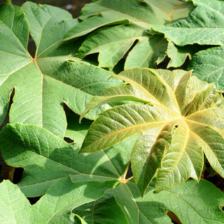 Reispapierbaum 'Rex' (Tetrapanax papyrifer)