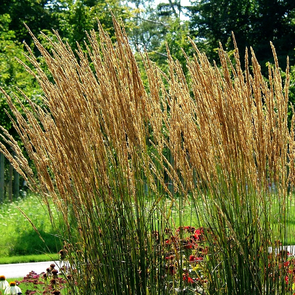 Reitgras 'Karl Foerster' (Calamagrostis x acutiflora)