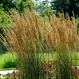 Reitgras 'Karl Foerster' (Calamagrostis x acutiflora)