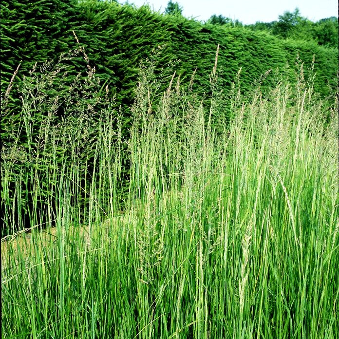 Reitgras 'Karl Foerster' (Calamagrostis x acutiflora)