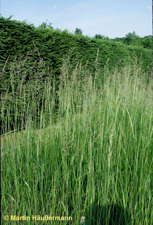 Reitgras 'Karl Foerster' (Calamagrostis x acutiflora)