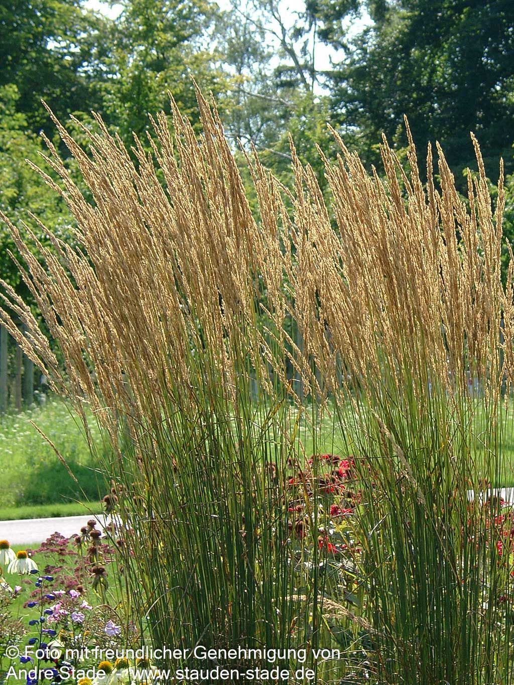 Reitgras 'Karl Foerster' (Calamagrostis x acutiflora)