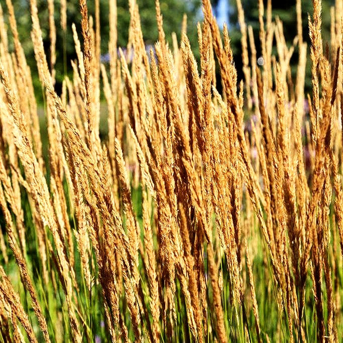 Reitgras 'Karl Foerster' (Calamagrostis x acutiflora)
