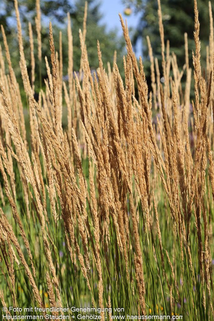 Reitgras 'Karl Foerster' (Calamagrostis x acutiflora)