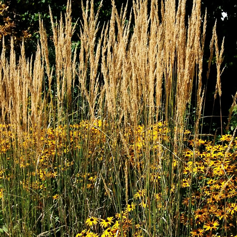 Reitgras 'Karl Foerster' (Calamagrostis x acutiflora)