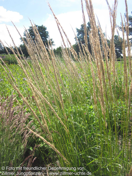 Reitgras 'Waldenbuch' (Calamagrostis x acutiflora)