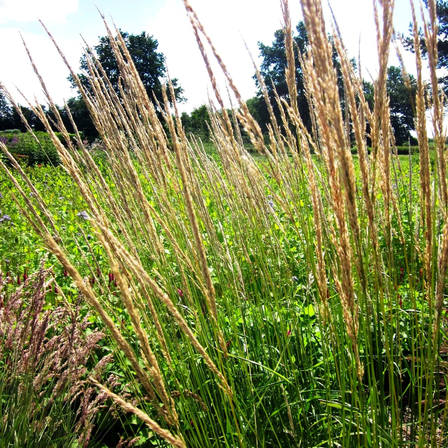 Reitgras 'Waldenbuch' (Calamagrostis x acutiflora)