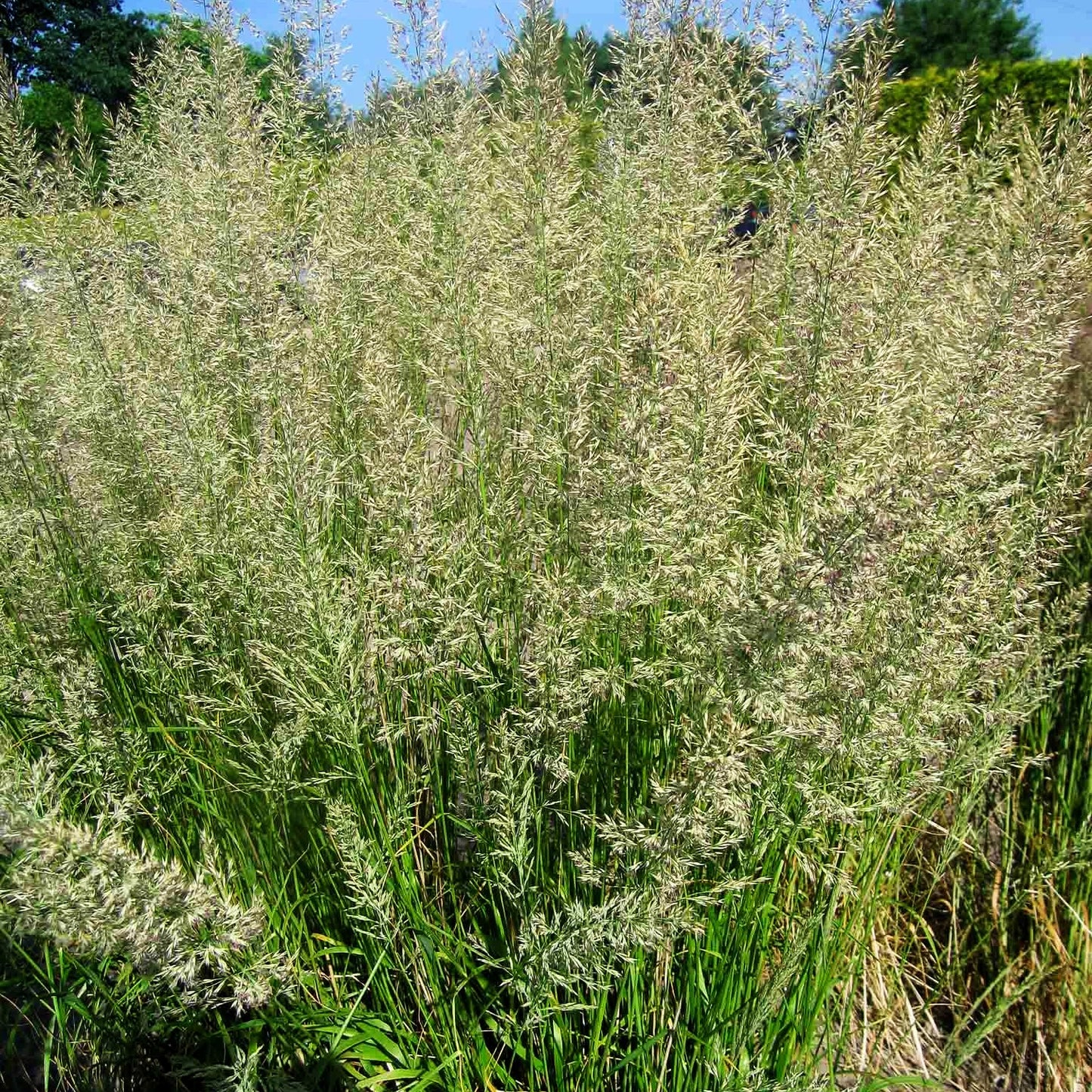 Reitgras 'Waldenbuch' (Calamagrostis x acutiflora)