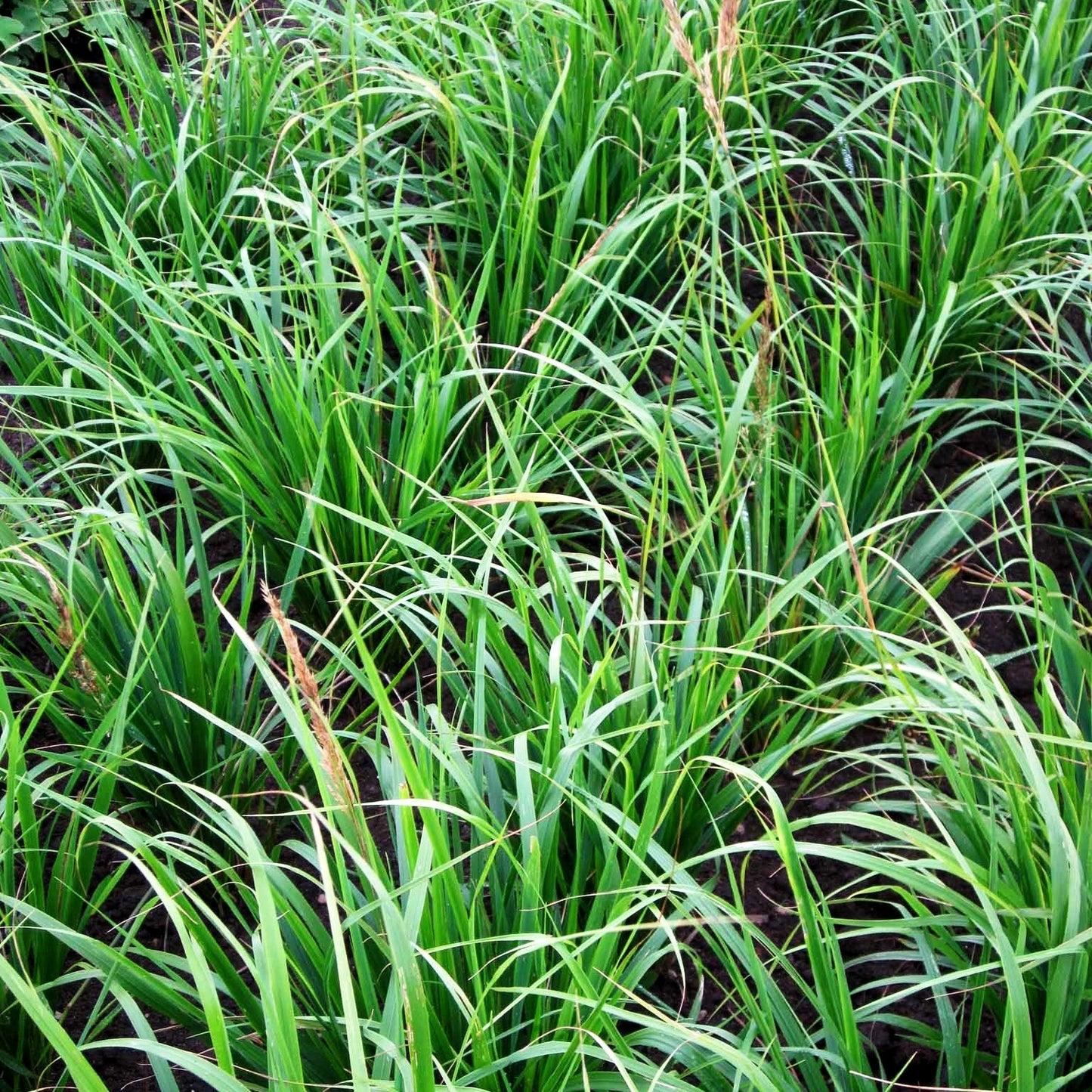Reitgras 'Waldenbuch' (Calamagrostis x acutiflora)