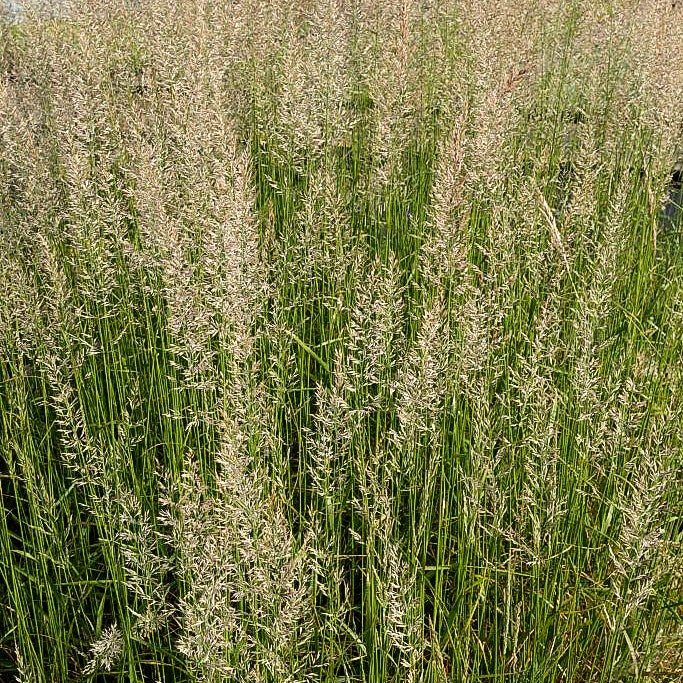 Reitgras 'Waldenbuch' (Calamagrostis x acutiflora)