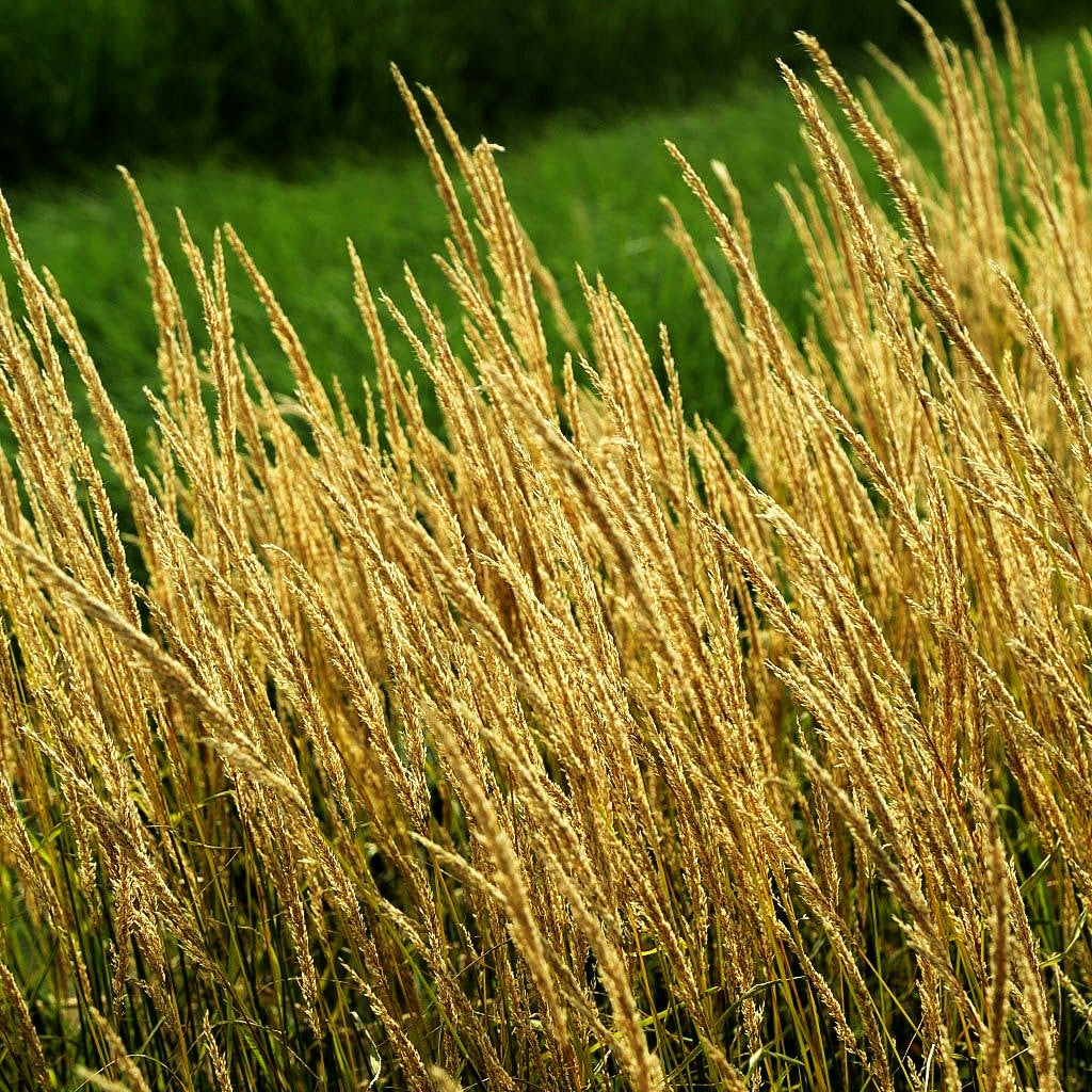 Reitgras 'Waldenbuch' (Calamagrostis x acutiflora)