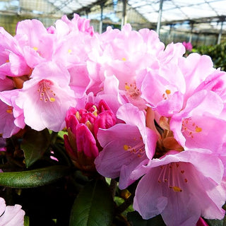 Rhododendron 'Chin.Silver' (Rhododendron argyroph.nankin. II)