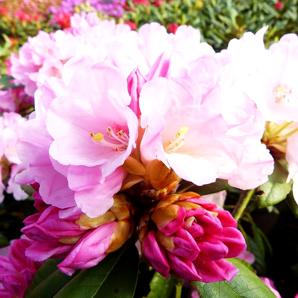 Rhododendron 'Chin.Silver' (Rhododendron argyroph.nankin. II)