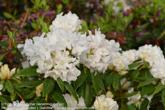 Rhododendron 'Dora Amateis' (Rhododendron carolin.)