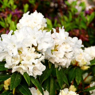 Rhododendron 'Dora Amateis' (Rhododendron carolin.)