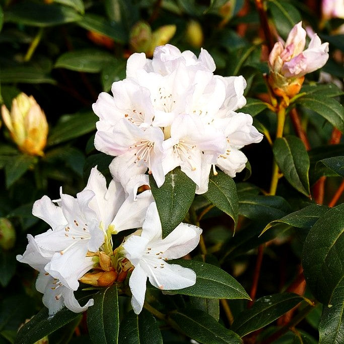 Rhododendron 'Dora Amateis' (Rhododendron carolin.)