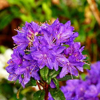 Rhododendron 'Gletschernacht' (Rhododendron russatum)